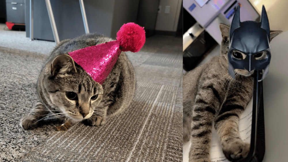 'Cat hero': Abandoned cat named Ashe finds new home at a police department