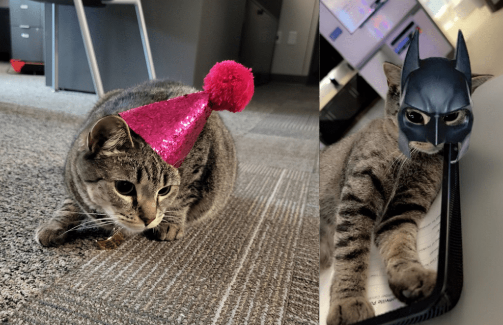 'Cat hero': Abandoned cat named Ashe finds new home at a police department