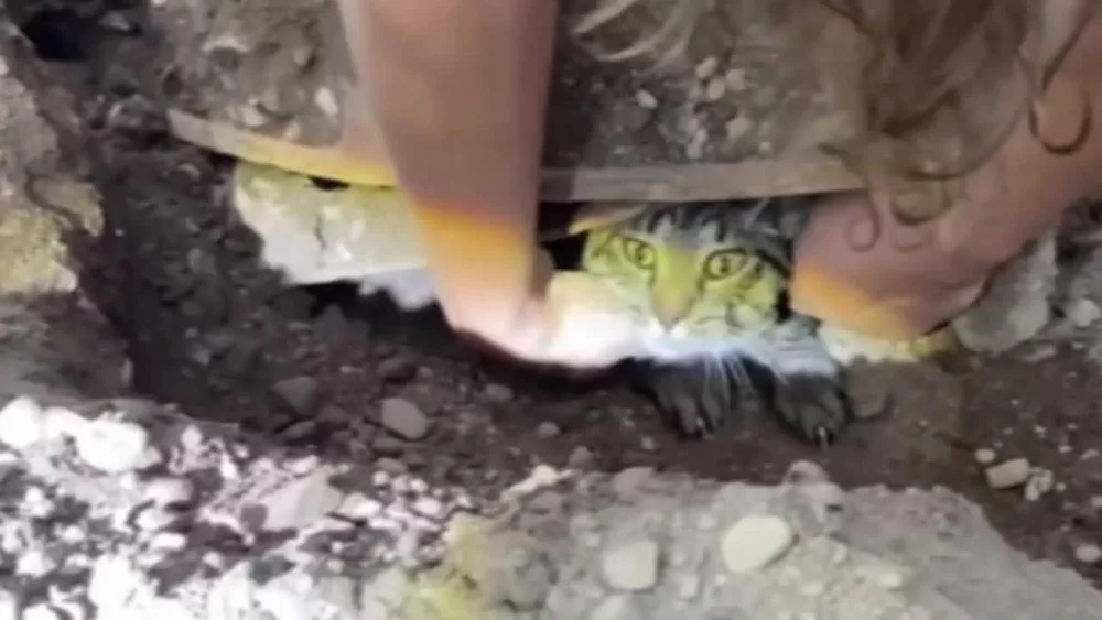 Cat reunited with family after 8 weeks trapped in sewer