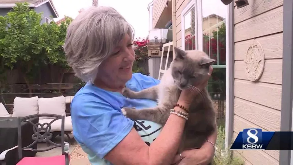 California family's cat goes missing in Yellowstone, ends up at SPCA in Northern California