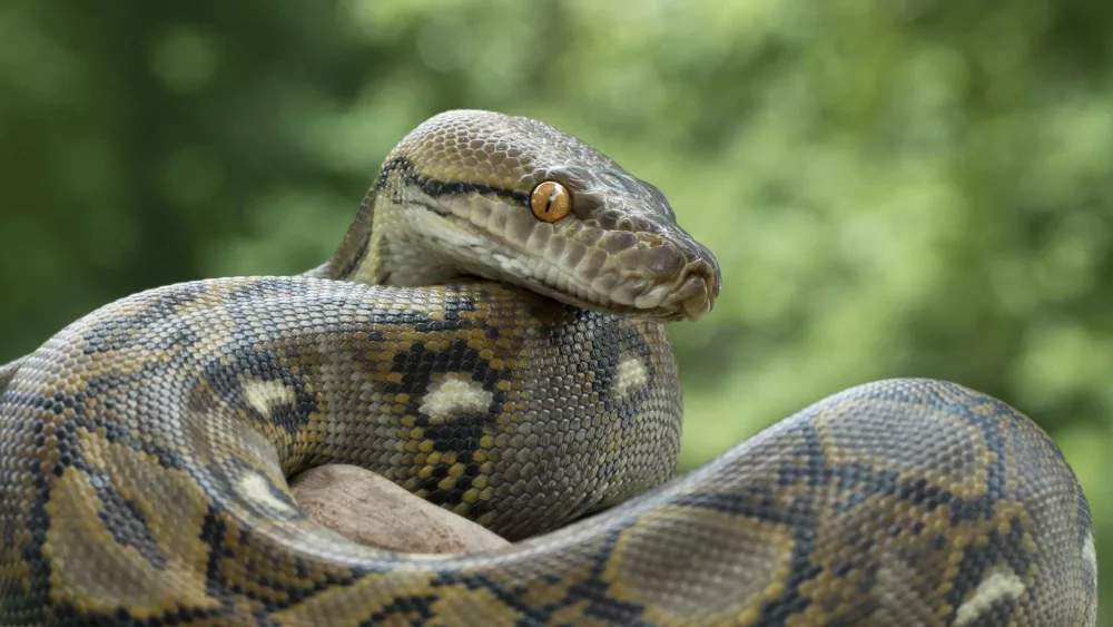 Massive python grabs Thai woman in her kitchen, squeezes her two hours before she can be freed