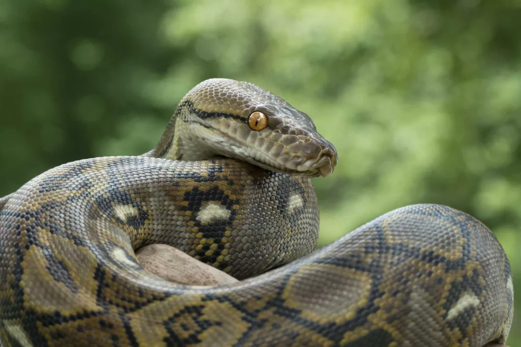 Massive python grabs Thai woman in her kitchen, squeezes her two hours before she can be freed