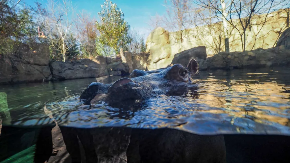 Before Moo Deng, there was Fiona. How the baby hippo took the internet by storm in 2017