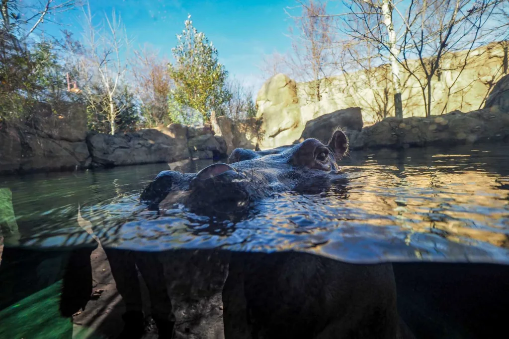 Before Moo Deng, there was Fiona. How the baby hippo took the internet by storm in 2017