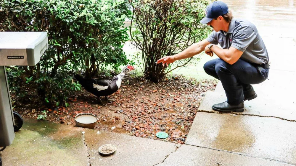 Feathered firefighter: Lost duck finds home at an Alabama fire station