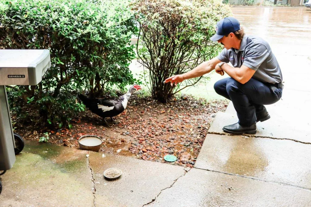 Feathered firefighter: Lost duck finds home at an Alabama fire station