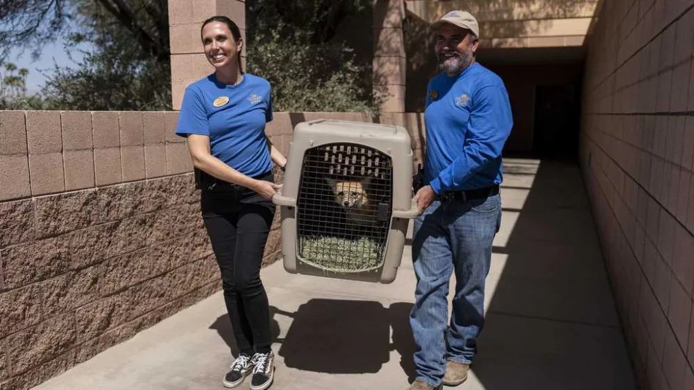 As fire raged nearby, a tiny town's zoo animals were driven to safety