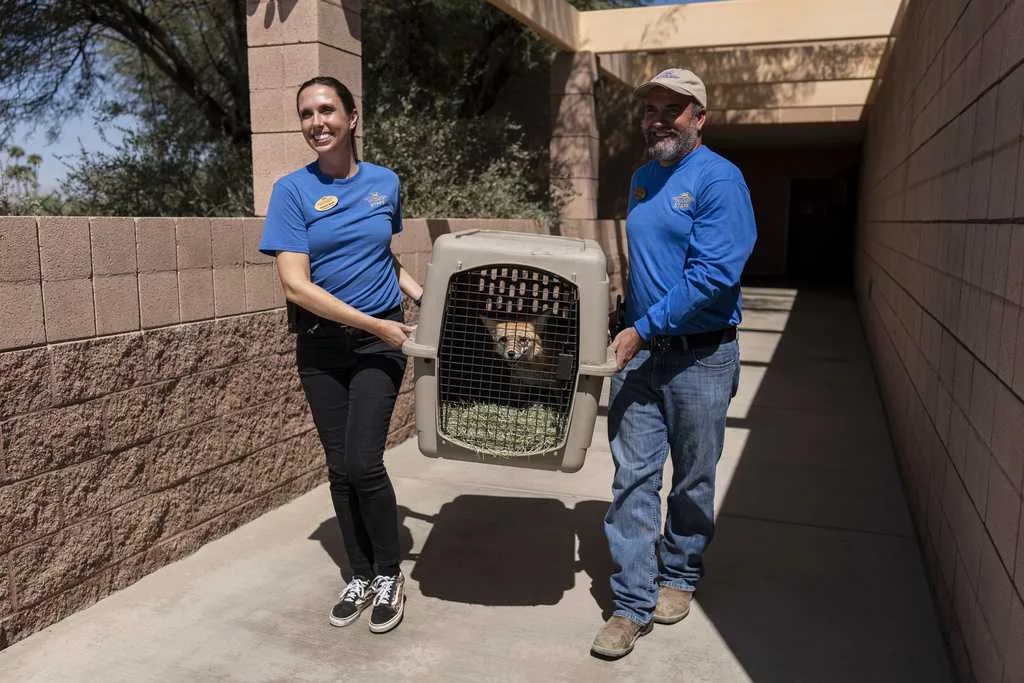 As fire raged nearby, a tiny town's zoo animals were driven to safety