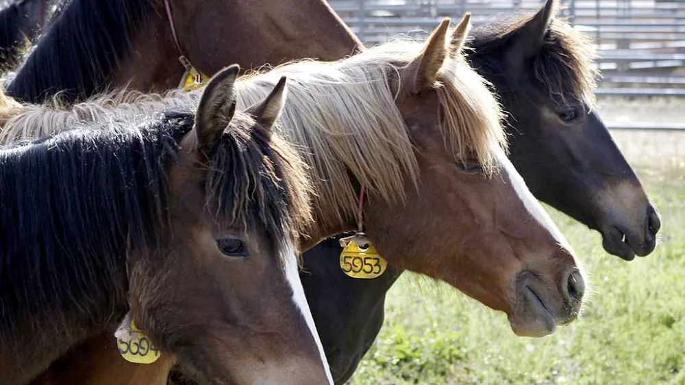 Ever wanted a wild mustang? Horses available for adoption in Alabama