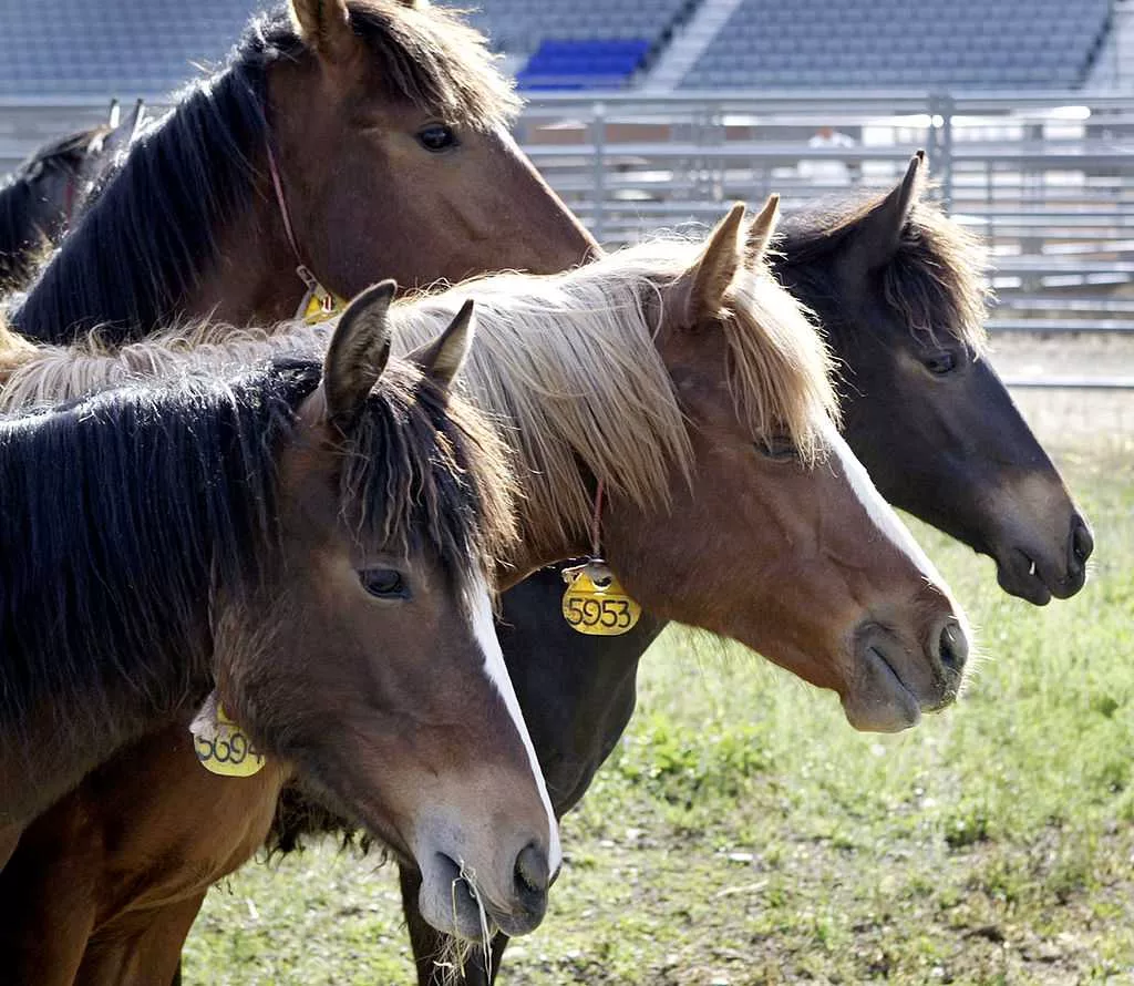 Ever wanted a wild mustang? Horses available for adoption in Alabama