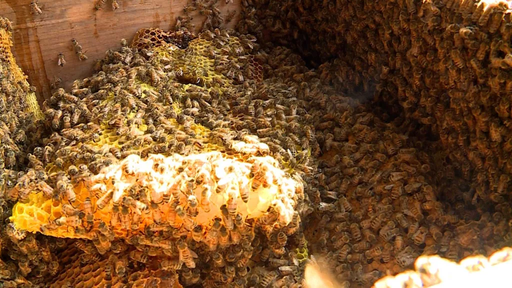 Hive with more than 40,000 bees removed from Maine farmhouse