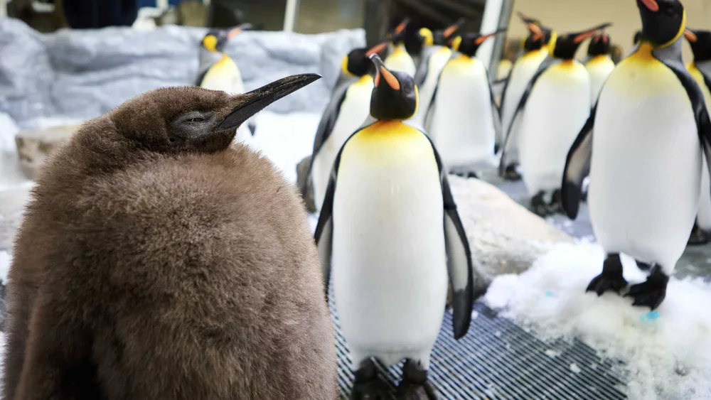 Huge Australian king penguin chick Pesto grows into social media star