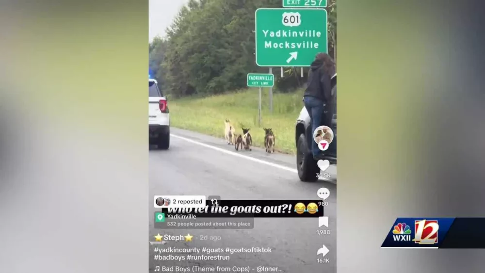 Escaped goat herd goes viral in North Carolina