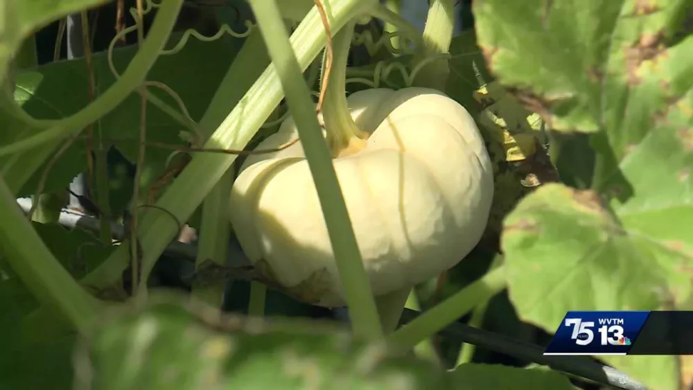 Pumpkin Patch Perils: The challenges of farming pumpkins in Alabama