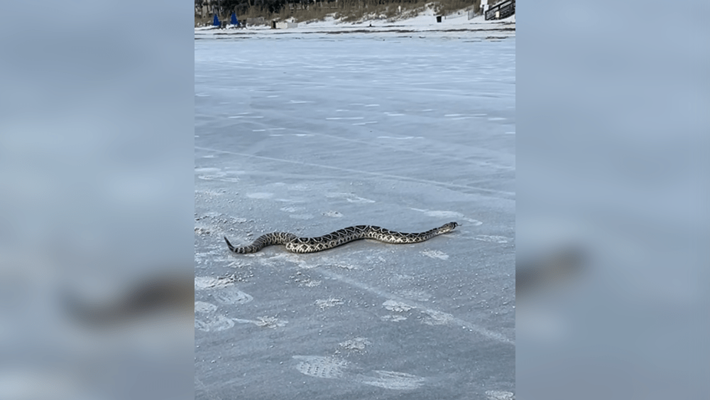 Video: Rattlesnake spotted on Hilton Head Island beach