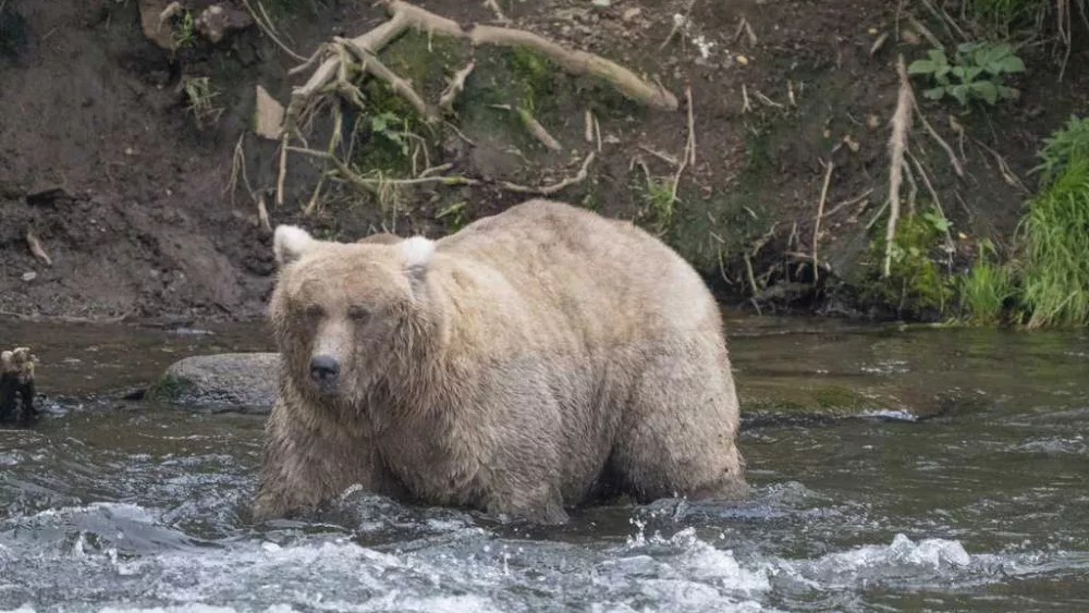 The chunkiest of chunks face off in Alaska's Fat Bear Week contests