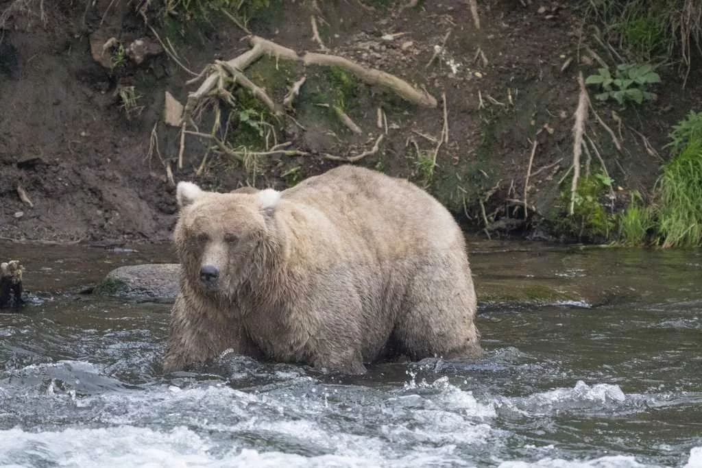 The chunkiest of chunks face off in Alaska's Fat Bear Week contests