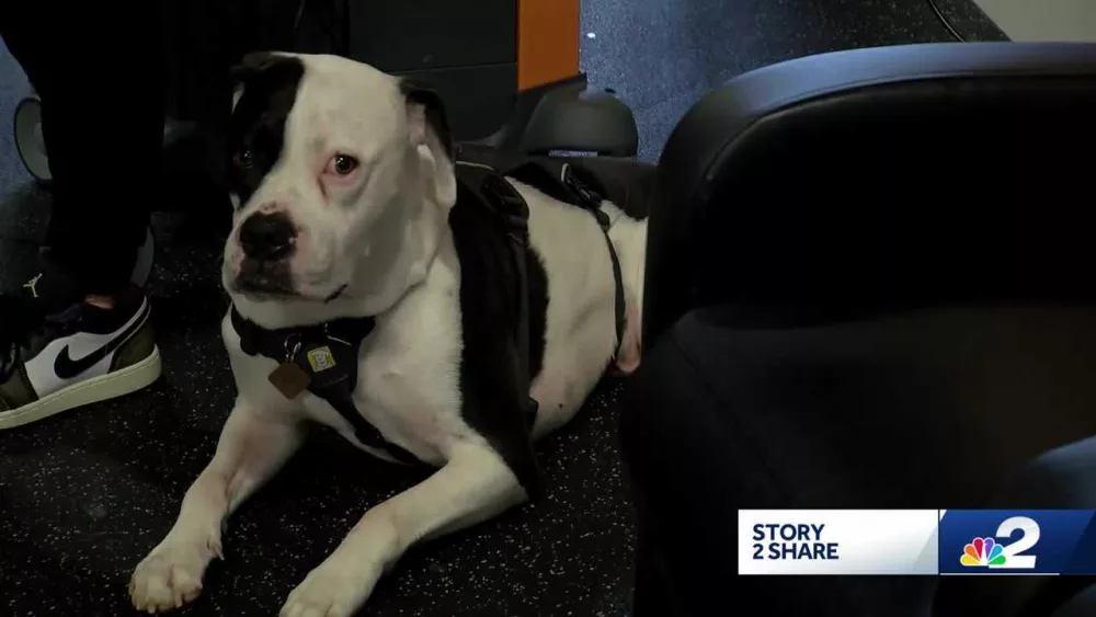 Three-legged dog brings comfort to physical therapy patients