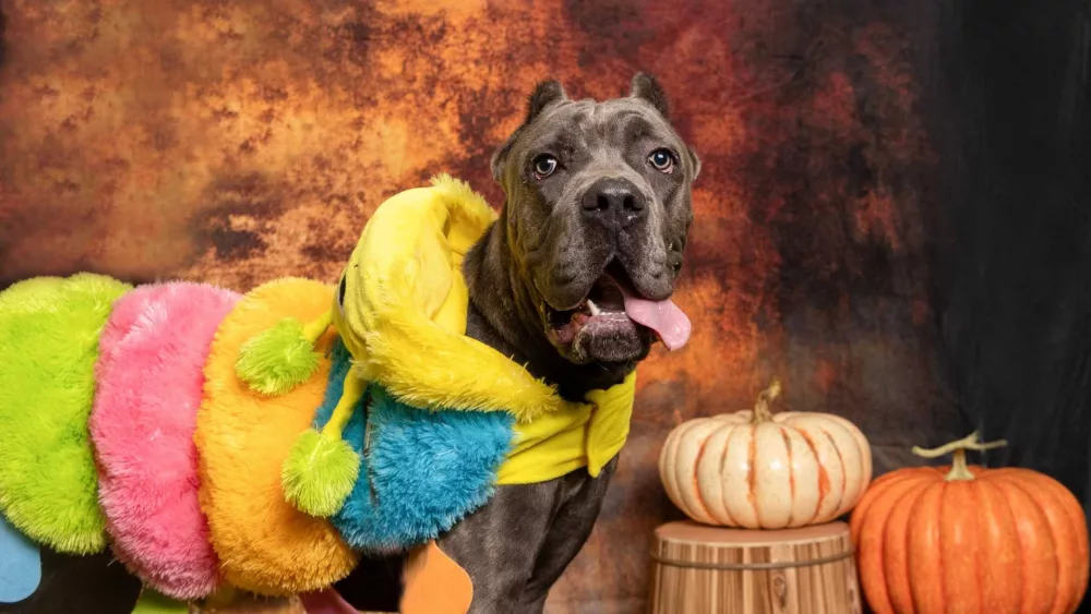 Pet of the Week: Need a furry friend? Take a look at who's available at the Palmetto Animal League