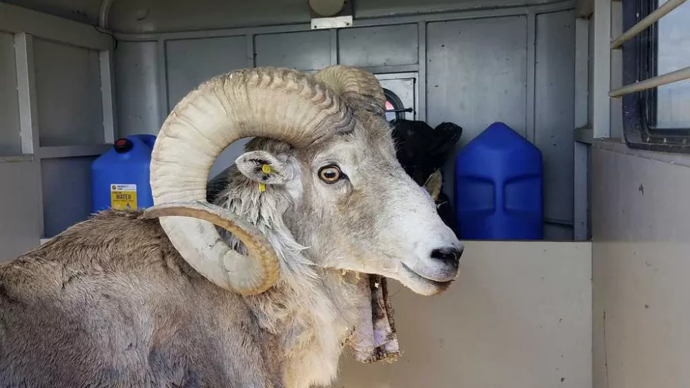 Montana man gets 6 months in prison for cloning giant sheep and breeding it