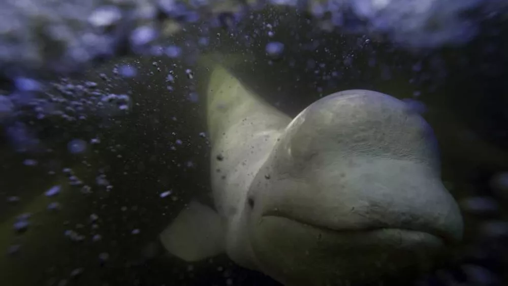 Offering a dose of healing, beluga whales frolic in a warming Hudson Bay