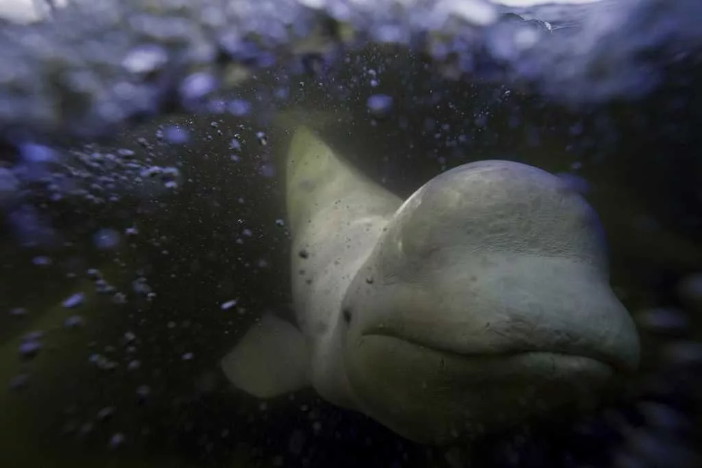 Offering a dose of healing, beluga whales frolic in a warming Hudson Bay