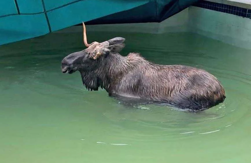 Moose rescued after getting trapped under inground pool cover