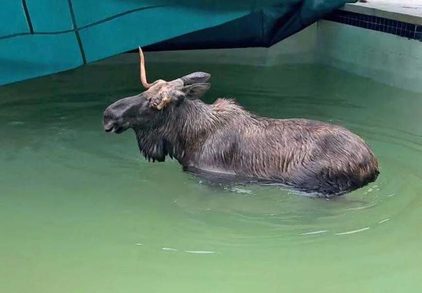 Moose rescued after getting trapped under inground pool cover