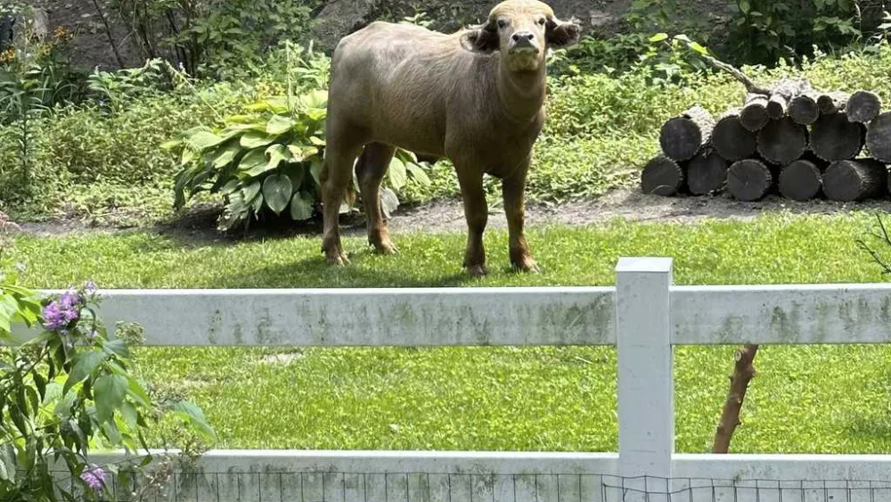 Former owner of water buffalo that roamed Iowa suburb for days pleads guilty