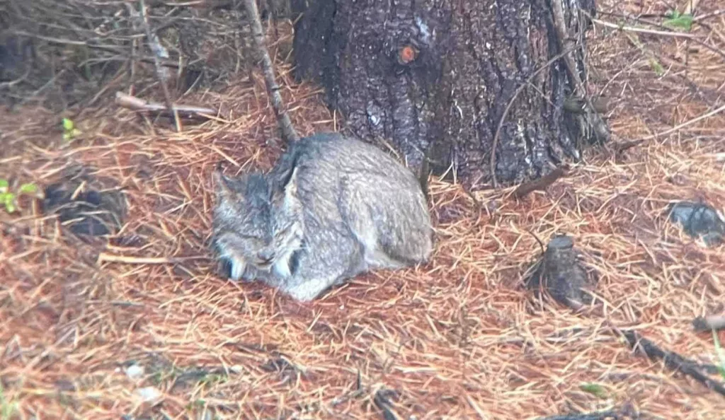 'Conservation success story': Rare lynx spotted repeatedly in Vermont