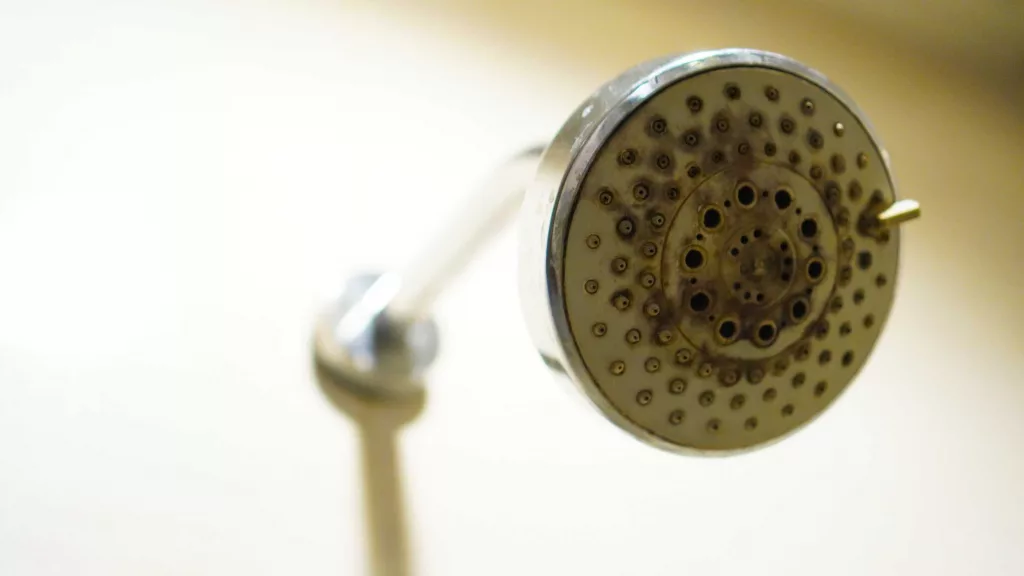 Your showerhead and toothbrush are teeming with viruses. But don't panic – these microbes could save lives