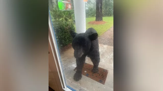 Bear seeks shelter from Hurricane Milton in Florida home