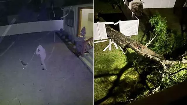 Terrifying video shows tree crashing into Florida yard seconds after woman, dog go inside