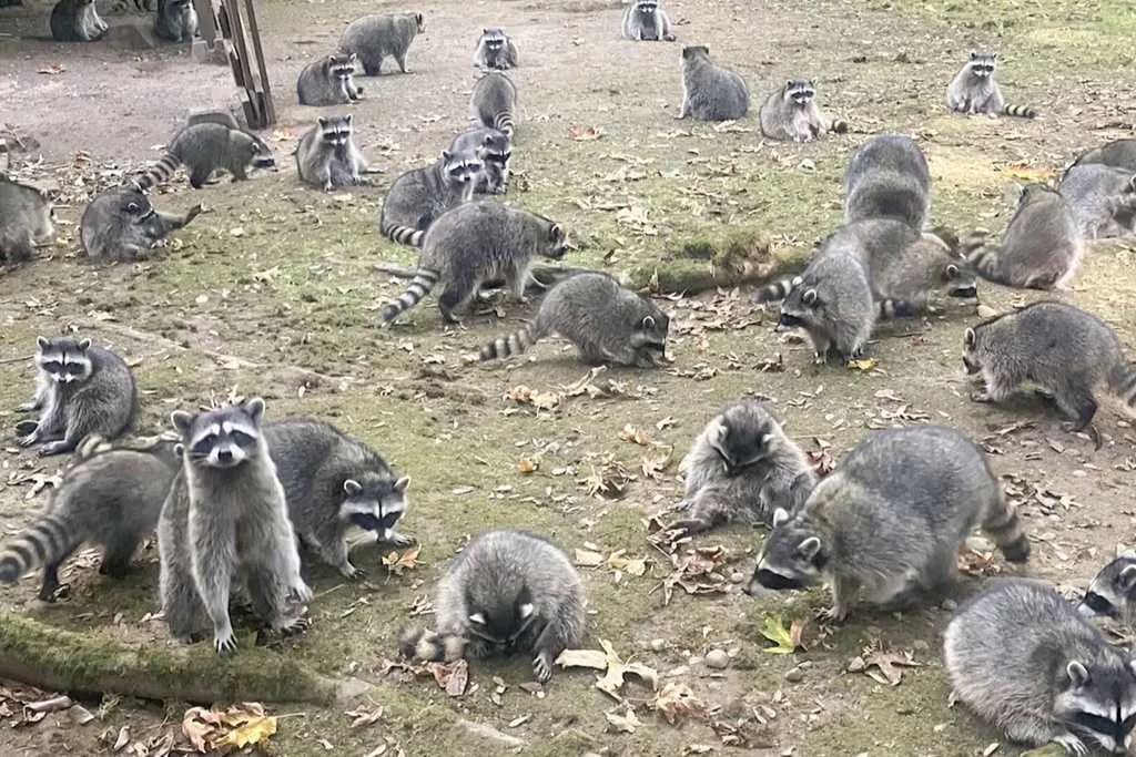 Woman calls 911 after being hounded by up to 100 raccoons