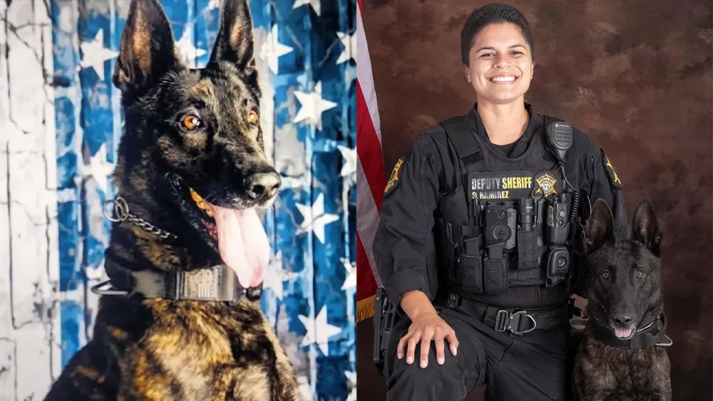 South Carolina sheriff's office mourns K9 fatally injured in the line of duty