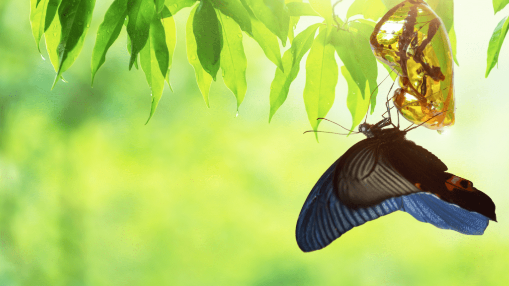 butterfly-2