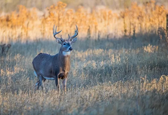 rock-county-deer-advisory-council