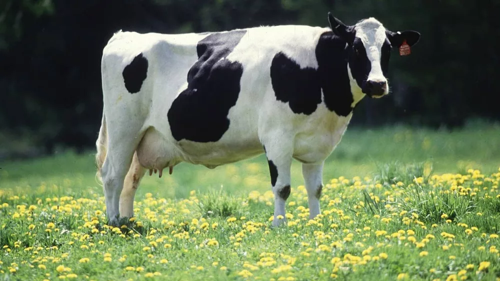 dairy-cow