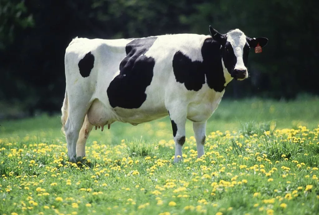 dairy-cow