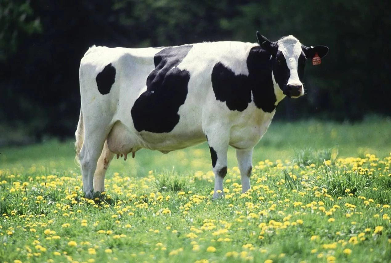 dairy-cow