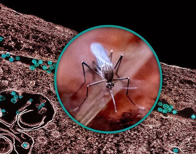 culex_mosquito_and_west_nile_virus_-_53938899270