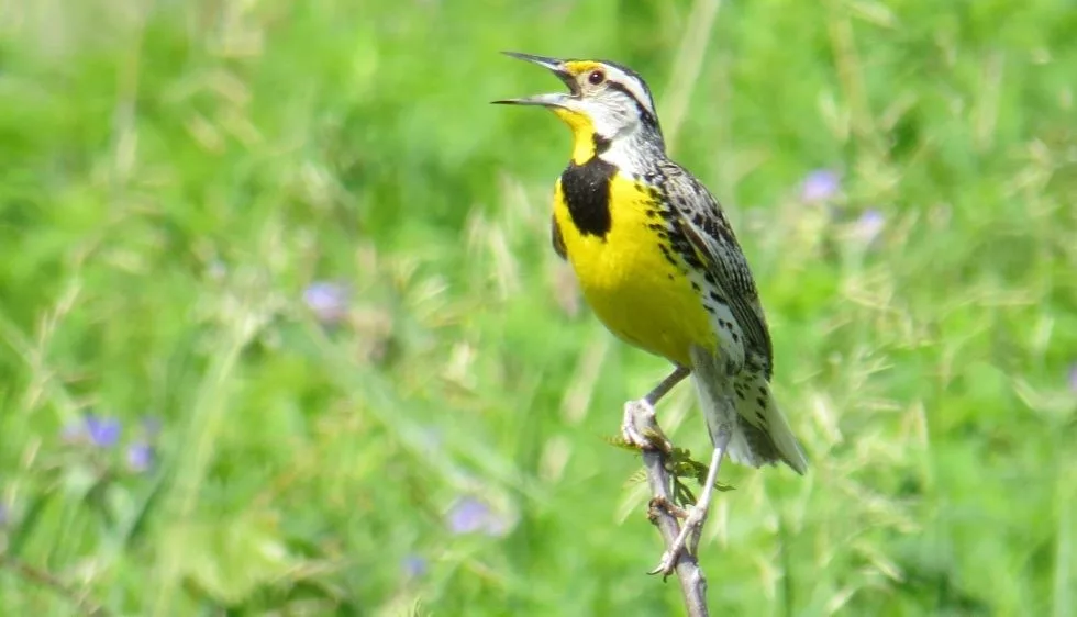 jerry-and-kathy-busse-prairie-preserve