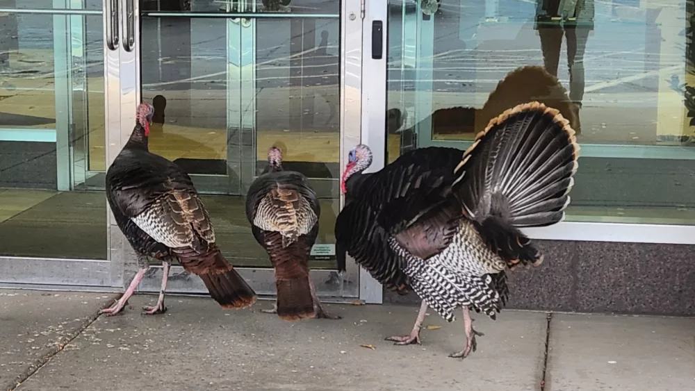 wild-turkeys