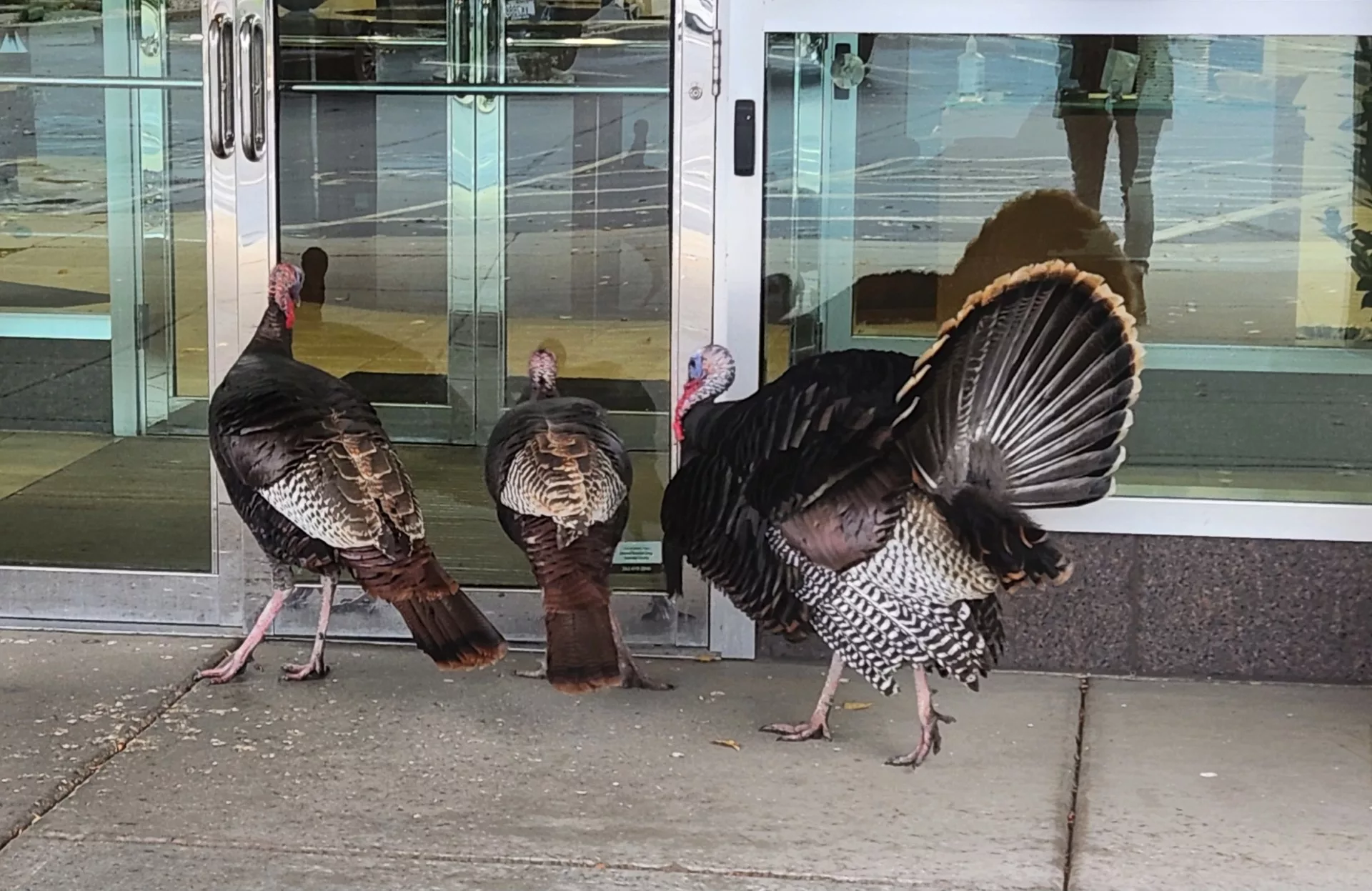wild-turkeys