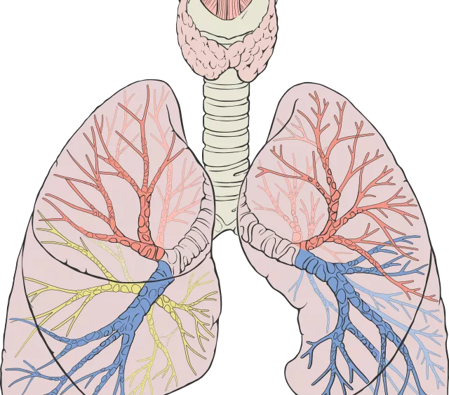 lungs_diagram_detailed-svg