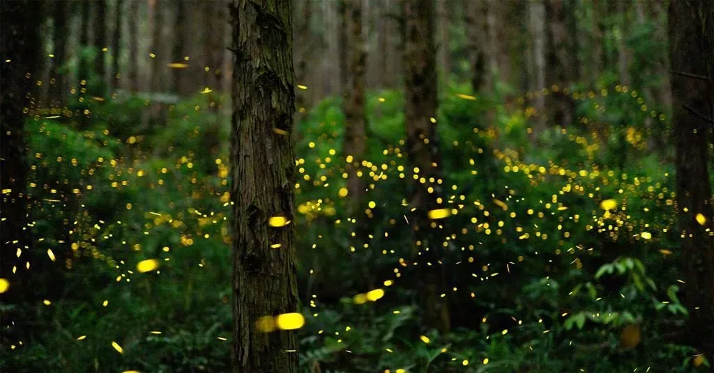 fireflies-2-jpeg