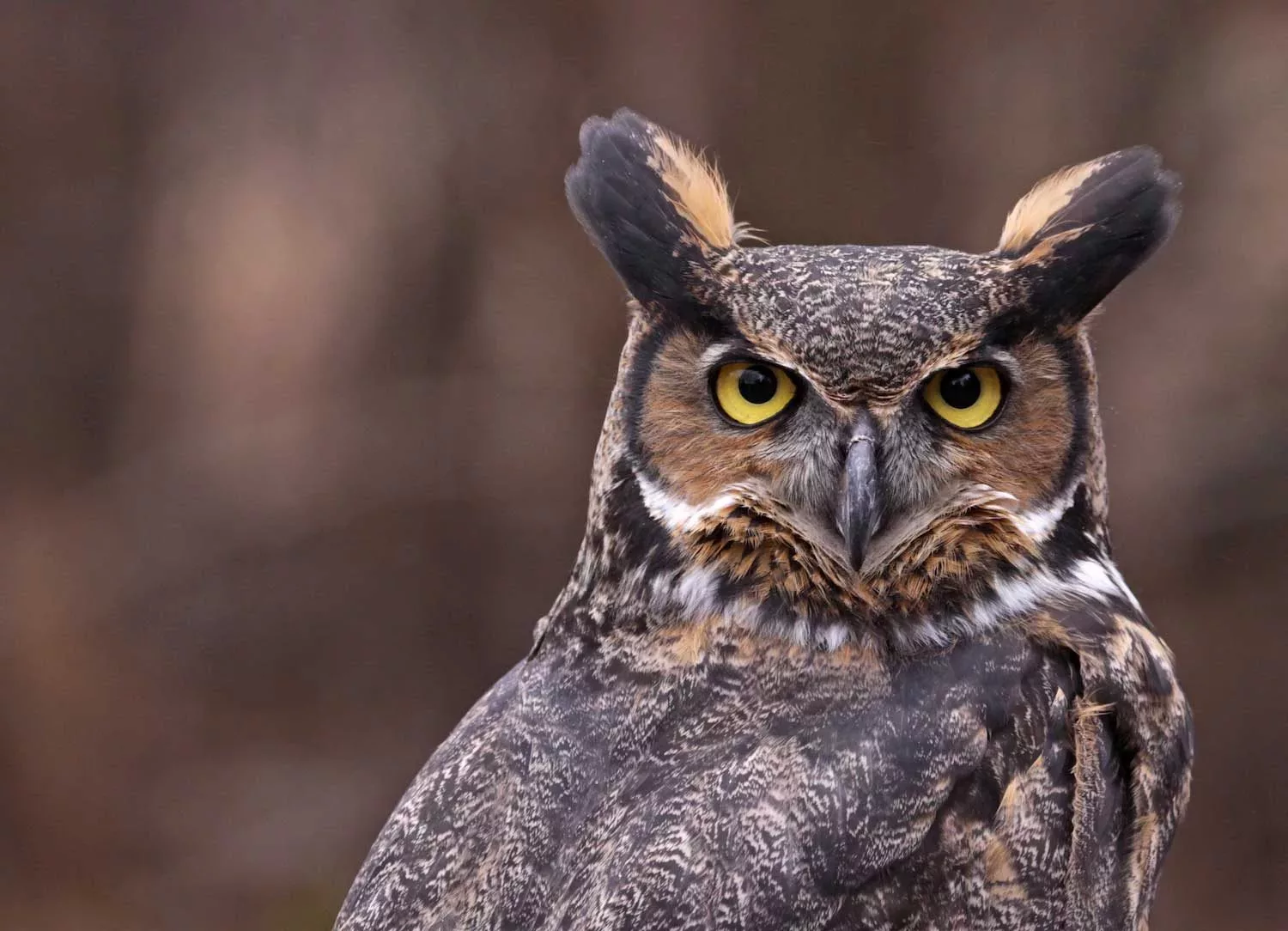 owl-jpeg-2