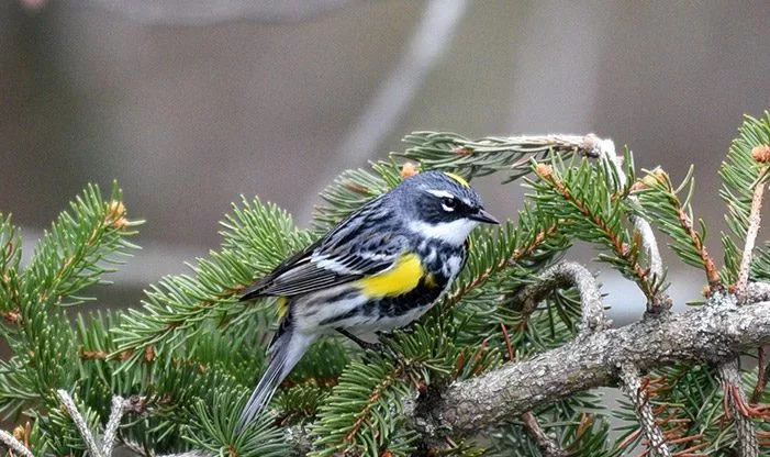 warbler-hike-jpeg-2