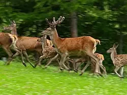 deer-jpg