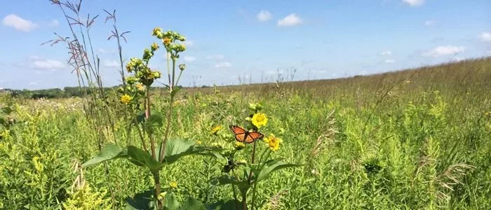 monarch-jpeg-2